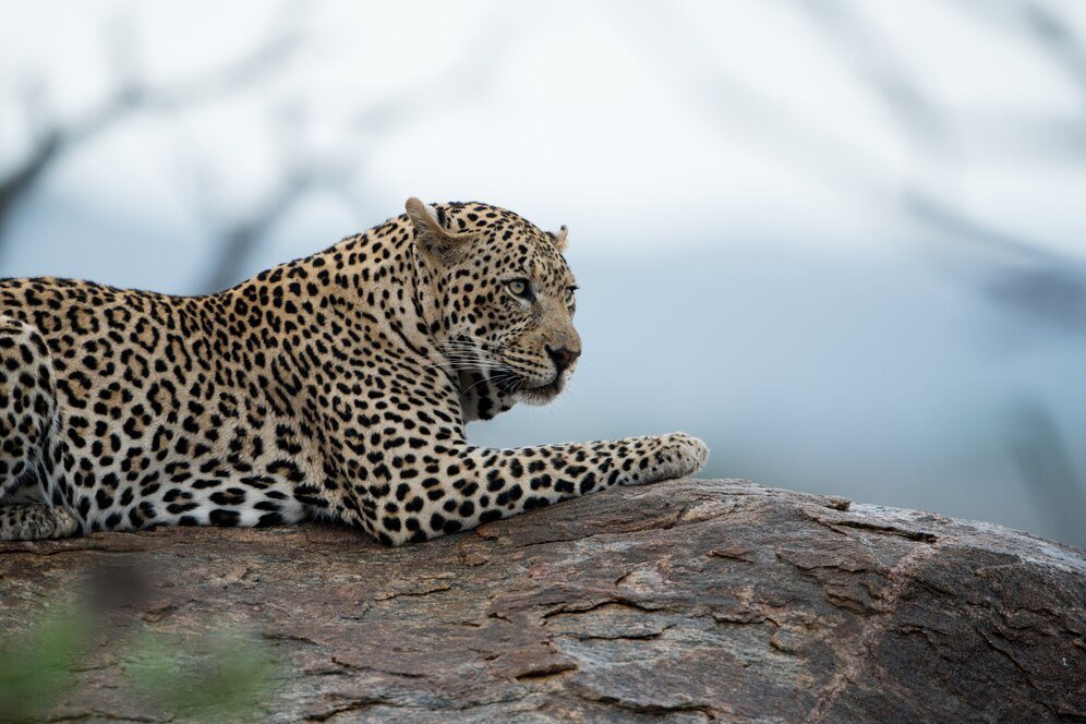 Silent Shadows: Protect the Leopard’s Legacy